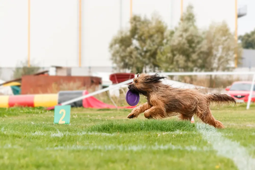 dog show event photography